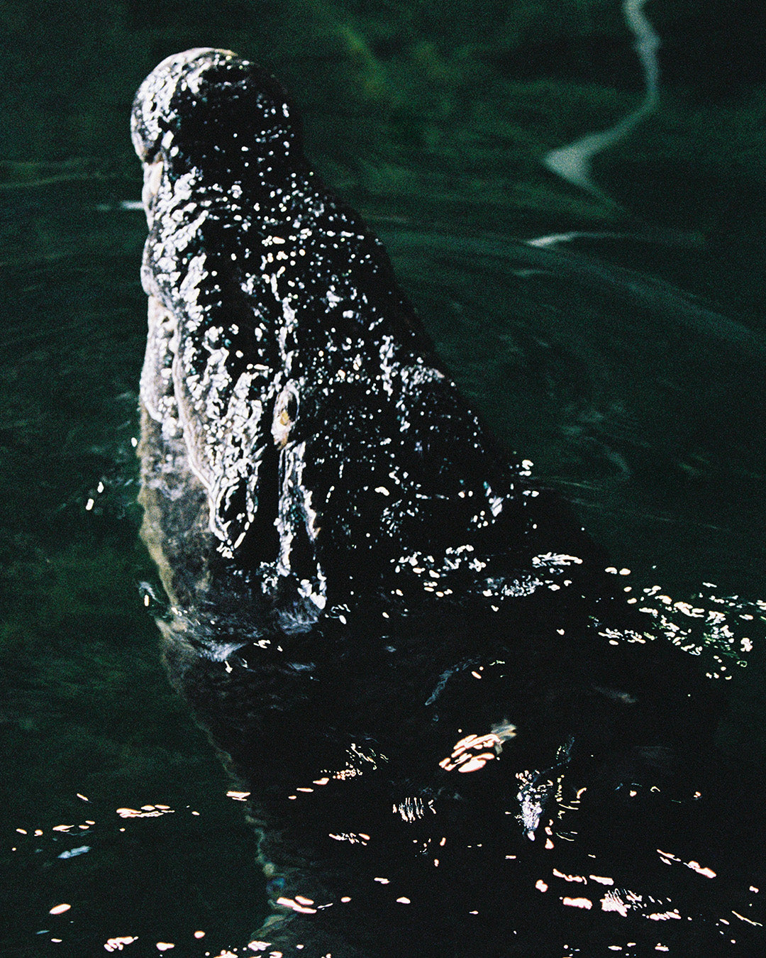 Croc Eye - AIM Sunnies